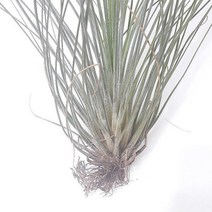 준세아(소) 틸란드시아 실내공기정화식물 공기청정식물 준세아 틸란드시아 탈란드시아 집에서키우는식물 집에서키우기쉬운식물;joo:na, ※­선택:상품선택▣