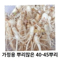 인삼 수삼 세척인삼 작은인삼뿌리 40-50뿌리 인삼파삼 못난이인삼 세척수삼 인삼가정용, 700g 40-50뿌리세척 (0) +못난이대추(30g)