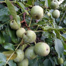 호두나무(관핵1호)접목1년/묘목/F0040