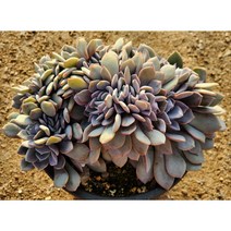 다육king 데비철화 (단일상품) 다육식물 선인장 (단일상품), 1개