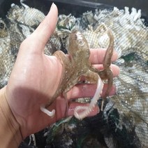 국내산 활 인천 쭈꾸미 / 당일조업 / 신선배송 / 샤브샤브추천 / 선도최강 알배기 60% 내외 주꾸미 1kg 8~15미내외