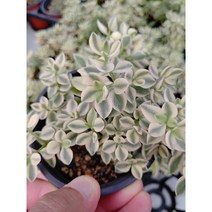 골드씨드 볼켄시금 다육 이색포트 특이한 다육 식물, 볼켄시금이색포트