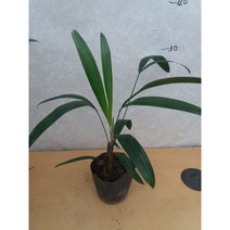[근이네식물원]관음죽소품, 1개