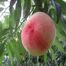 착한가격 나무생각 /백도복숭아(경봉)/1등묘/5주, 주