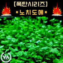 [수초폭탄] 물 속 행운의 클로버 노치도메 (35촉) / 전경수초 초보수초