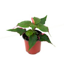 룬데리 파티타임 소형 화분 앙비까사 토분, 기본포트