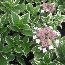 목하원예조경 수국나무 묘목 (무늬수국) 포트묘, 1개