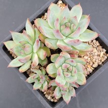 꽃다리 원종콜로라타 적심 8 다육식물 다육이 아이만배송