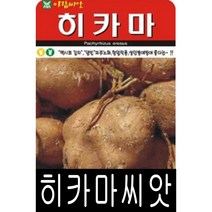 [워터트리몰] 채소 종자 재배 씨앗 히카마씨앗(20립) (A)