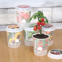 STNY_그로우 톡톡 - 마음을 노크하는 작은 정원 반려식물키우기 메리골드키 방울토마토키 씨앗키 화분키 꽃키 인테리어키 봉선화키 허브바질키 해바라, this☆메리골드