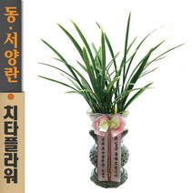 치타플라워 동양란 황룡관 [CD06-013] 승진 개업 축하 난 동양난 영전 취임 생일 선물 화분 고급 란 전국 당일 배송 꽃배달