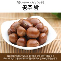 포르단밤옥광밤군밤공주밤밤 추천 TOP 4