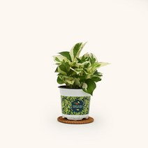 마이플랜트 [마이플랜트]엔조이 스킨답서스 공기정화식물 소형 식물키우기 모종, 선택완료, 엔조이 스킨답서스