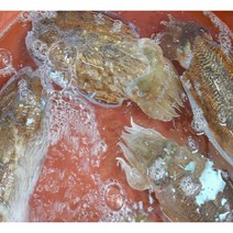 국산 갑오징어 뼈와 내장을 제거한 손질 갑오징어 1kg 2-3마리 급속냉동