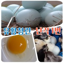강원고성 자연방목 유황 청계란 유정란 초란 부화용 청란 (난각1번), 대란 30구