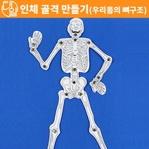 인체골격 만들기(우리몸의 뼈구조)(10인세트)