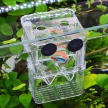 부화통-구피부화통 치어부화통 치어통 산란통, 부화통 소