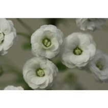 장미조팝 나무묘목 30주