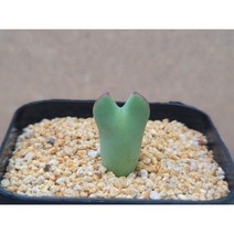 코노피튬/빌로붐-1516 아프리카농장