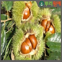 밤 나무 묘목 옥광밤 옥천왕밤