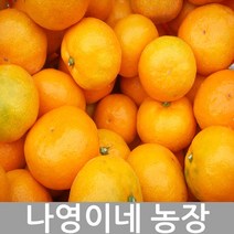 2023년 나영이네 고당도 귤 레드향 5kg 7.5kg 10kg-귤 달아요 산지직송, 레드향 2.5kg(6~8과)특대과-이중비닐포장