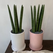 부산스투키 공기정화 새집증후군 집들이선물 서면화분, 동래구/수영구