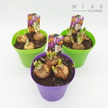 꽃집아가씨 크로커스 기본포트/구근식물/3가지 색상/낱개판매, 크로커스 기본포트-식물색상(보라)