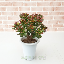 도희씨네 정원>> 붉은태양을 머금은 염좌 중형화분 염자 189″ class=”wr-img”></a></div>
</div>
</div>
</div>
<div class=