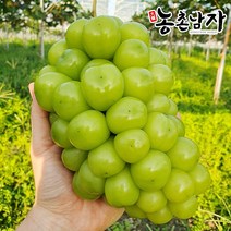 농촌남자 프리미엄 샤인머스켓 2kg 수출용 망고포도, 1개, 1등급2kg(3송이)