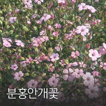 코리아팜 분홍안개꽃100g