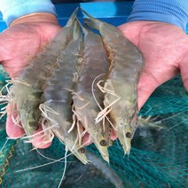 활새우 대하 1kg