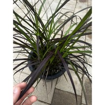 새봄가드닝 수크령 루브룸 7치포트 노지월동 남부권