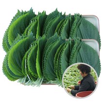 농협선별 GAP 금산 깻잎 10봉 15봉(소포장) / 1kg(벌크대용량) 옵션선택 산지직송 perilla leaf, 1개, 35gx10봉(소포장)