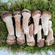 [오르틴버섯] 다울농장 국내산 참송이버섯, 1kg