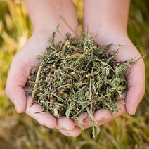 국산 인진쑥절(사철쑥) 400g 뜸 향 좌욕 차 말린 건조 건 한방 약초 달임 국내산, 12WK_국)인진쑥절400g