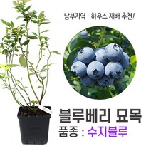 깨비농장 블루베리 나무 묘목 재배 키우기 (품종: 수지블루), 수지블루, 1개
