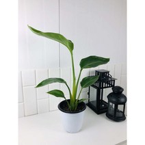 극락조 여인초 중형 전체높이 약 50cm 키우기 쉬운식물, 1개