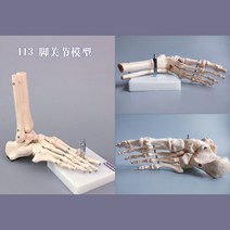 인체 모델 뼈 팔꿈치 손목 발목 어깨 무릎 정형 외과 인대 골격 의학 교육, 113   발 관절
