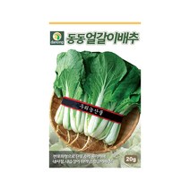 갑조네 잎줄기채소 씨앗 모음, 1개, 동동얼갈이배추(씨앗)