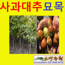 (g소망)태상왕(사홍)사과대추묘목(접목1년생)2그루