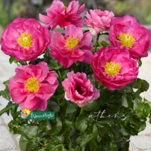 왜성향수작약 [1포트] 파티오 아테네 딥핑크 (복남이네 야생화 모종 patio peony)