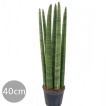 트리앤 1+1 스투키, 07. 일자형 40cm 1개