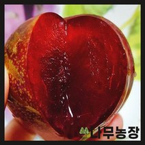 (나무농장) 자두 왕피자두 접목1년 묘목