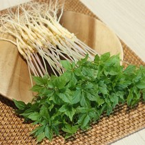 장보리 전남 무안 수경재배 새싹삼 소 50뿌리, 기본상품, 단품없음