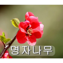 명자나무 50cm 5그루 나무 묘목