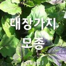 채소 모종 ~ 각종 묘종. 베란다 텃밭 세트 공기정화식물 허브 씨앗 채소모종 ~, H047 대장가지 모종 1개