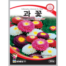 과꽃 씨앗 300립 꽃씨