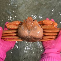 [울진홍게] 먼 바다조업 울진 후포 박달홍게 4kg(생물/8-10마리), 단품