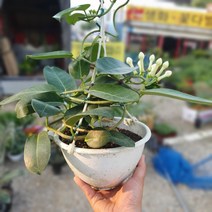 공룡꽃식물원(주) 마다가스카르 자스민 중품 공중식물 45~60cm 149