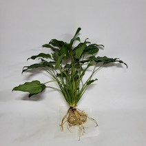 수경식물 프렌즈 풍성한 호프셀렘(M) 2022 새 상품, 1개